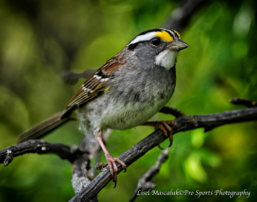 White-Throated Sparrow :: Pro Sports Photography